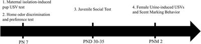 Effects of Congenital Blindness on Ultrasonic Vocalizations and Social Behaviors in the ZRDBA Mouse